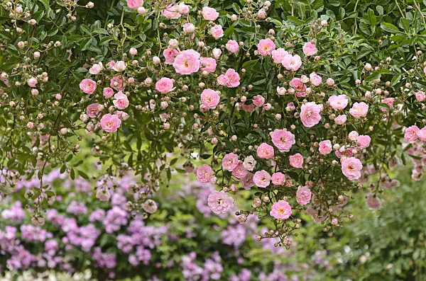 521394 - Climbing rose (Rosa La Fraicheur)
