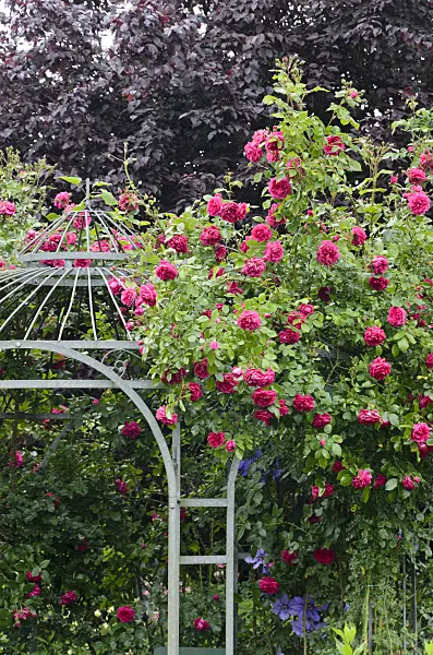 545126 - Climbing rose (Rosa Laguna) on a garden pavilion
