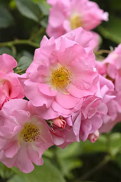 521353 - Climbing rose (Rosa Manita)