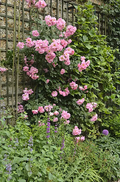 521365 - Climbing rose (Rosa Manita)
