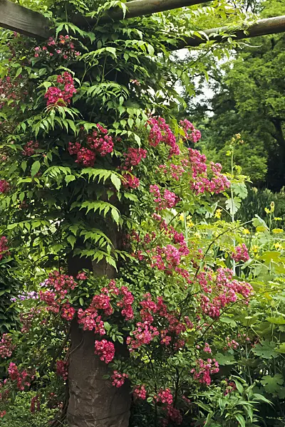 391016 - Climbing rose (Rosa Marie Liesa)