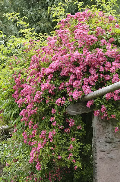485128 - Climbing rose (Rosa Marie Liesa)