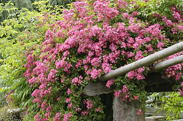 485129 - Climbing rose (Rosa Marie Liesa)