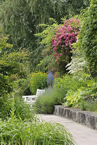 485133 - Climbing rose (Rosa Marie Liesa), cow parsnip (Heracleum), larkspur (Delphinium) and lavender (Lavandula)