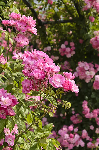 521396 - Climbing rose (Rosa Mistress F.W. Flight)