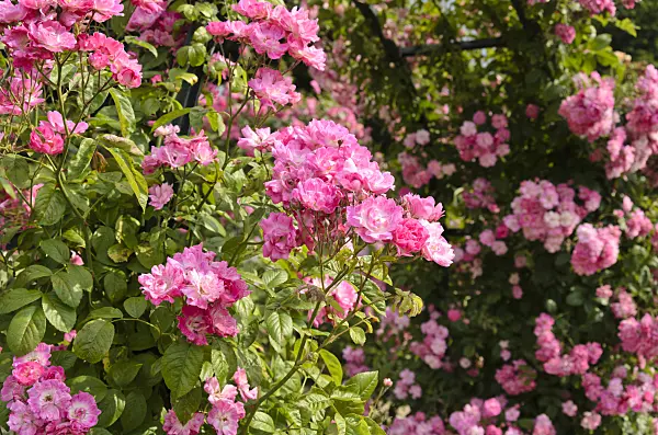 521397 - Climbing rose (Rosa Mistress F.W. Flight)