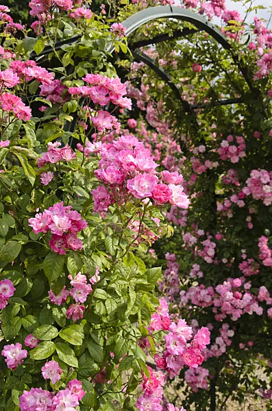 521398 - Climbing rose (Rosa Mistress F.W. Flight)