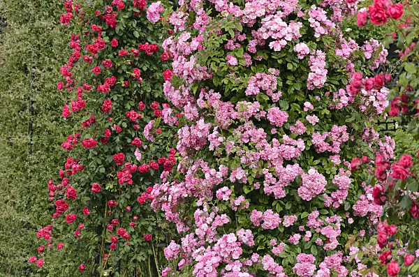 521392 - Climbing rose (Rosa Mistress F.W. Flight) and multiflora rose (Rosa Paul's Scarlet Climber)