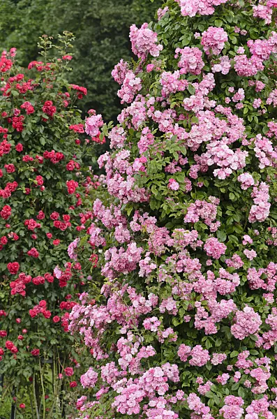 521393 - Climbing rose (Rosa Mistress F.W. Flight) and multiflora rose (Rosa Paul's Scarlet Climber)