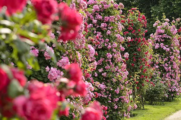 521399 - Climbing rose (Rosa Mistress F.W. Flight) and multiflora rose (Rosa Paul's Scarlet Climber)