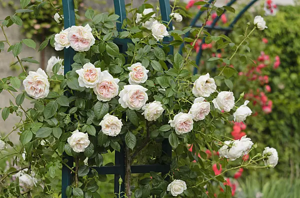 521231 - Climbing rose (Rosa Mon Jardin et Ma Maison)
