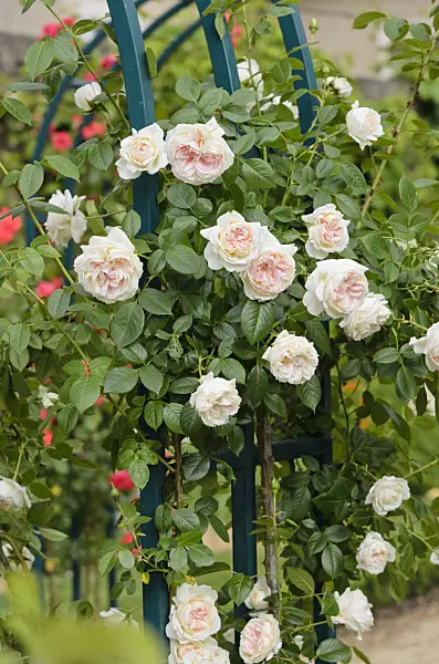 521232 - Climbing rose (Rosa Mon Jardin et Ma Maison)