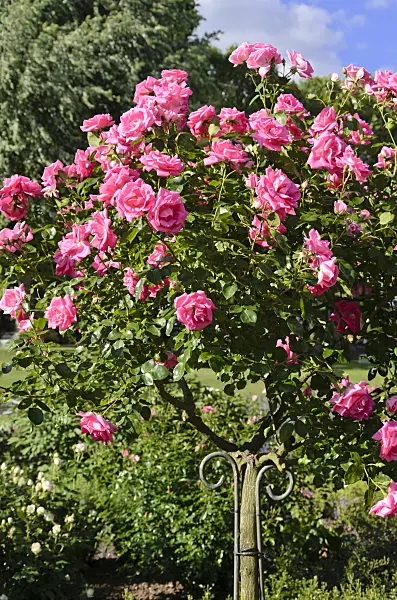 521282 - Climbing rose (Rosa Morning Jewel)