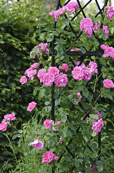 521293 - Climbing rose (Rosa Morning Jewel)