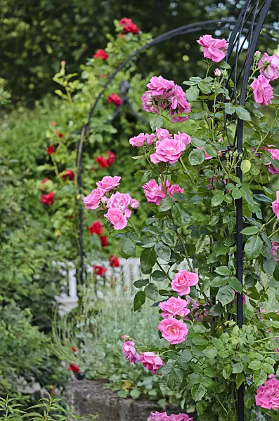 521294 - Climbing rose (Rosa Morning Jewel)