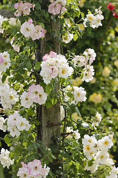 521361 - Climbing rose (Rosa Mountain Snow)