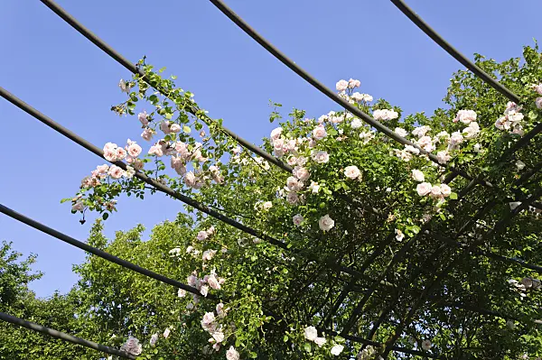 485205 - Climbing rose (Rosa New Dawn)