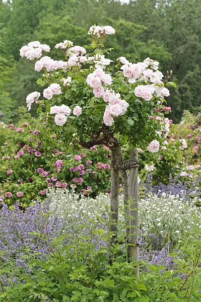 486083 - Climbing rose (Rosa New Dawn)