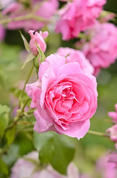 521258 - Climbing rose (Rosa Parade)