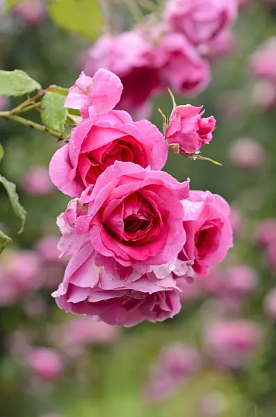 521483 - Climbing rose (Rosa Parade)
