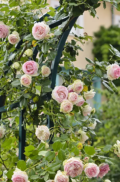 521230 - Climbing rose (Rosa Pierre de Ronsard)