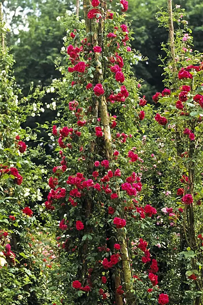 391057 - Climbing rose (Rosa Red Flare)