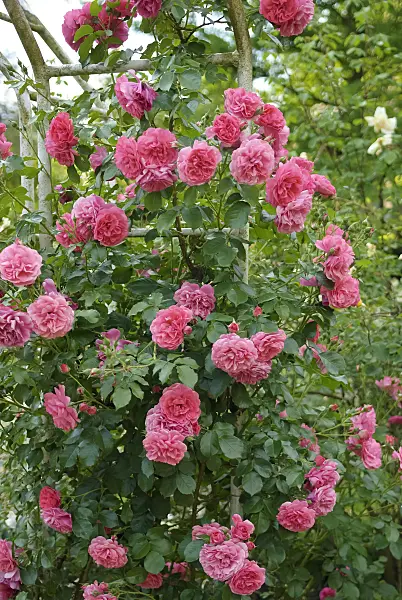 490162 - Climbing rose (Rosa Rosarium Uetersen)