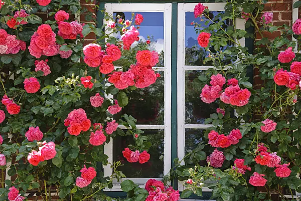 500207 - Climbing rose (Rosa Rosarium Uetersen)