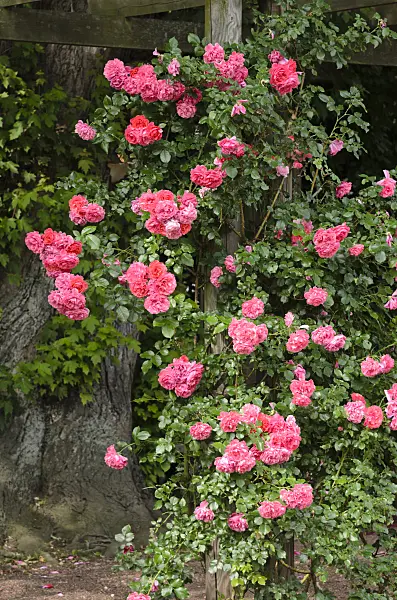 522010 - Climbing rose (Rosa Rosarium Uetersen)