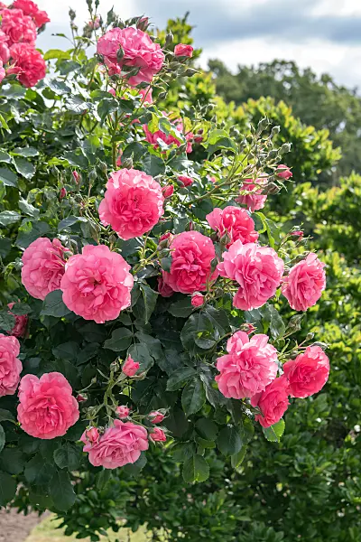 664405 - Climbing rose (Rosa Rosarium Uetersen)