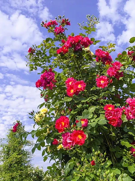 461056 - Climbing rose (Rosa Rosenfest)