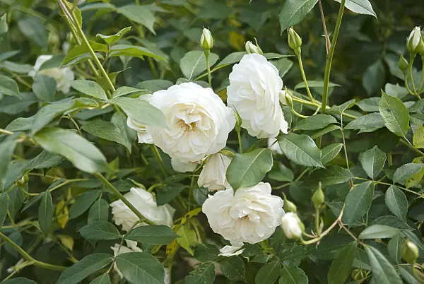 490163 - Climbing rose (Rosa Schneewittchen)