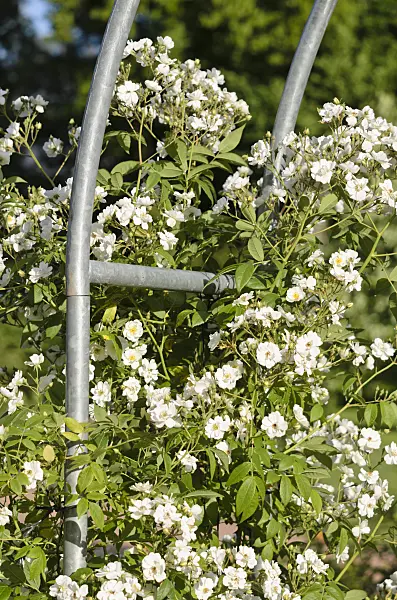 521295 - Climbing rose (Rosa Seagull)