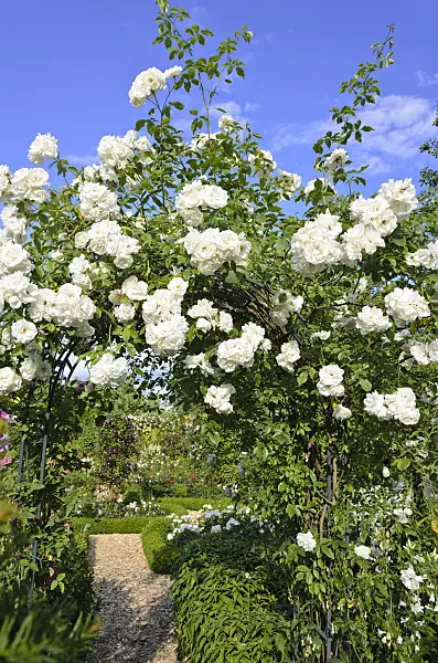 534075 - Climbing rose (Rosa Snow Princess)
