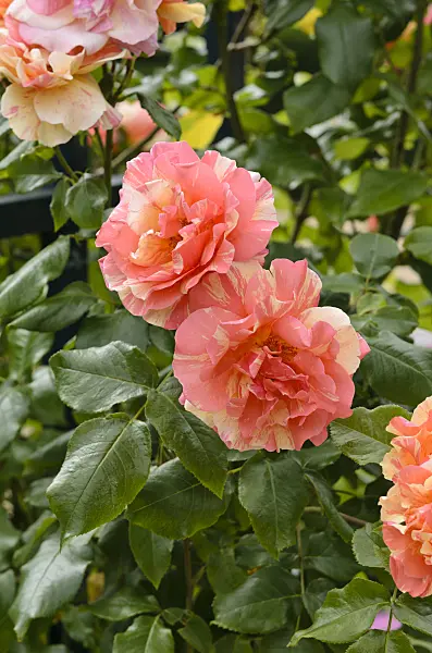 521218 - Climbing rose (Rosa Sorbet Fruité)