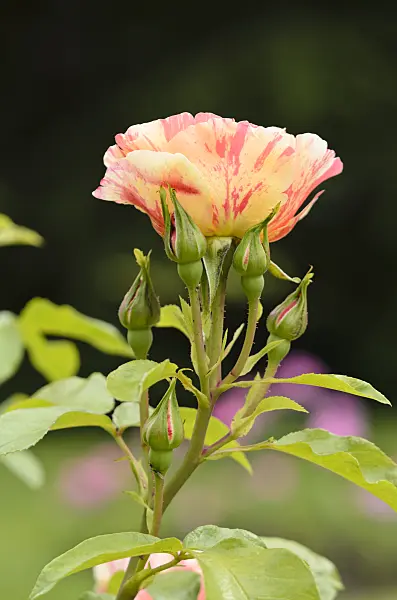 521220 - Climbing rose (Rosa Sorbet Fruité)