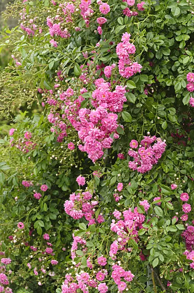 486054 - Climbing rose (Rosa Super Dorothy)