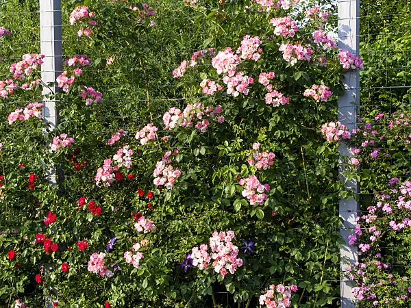 461059 - Climbing rose (Rosa Suzy)