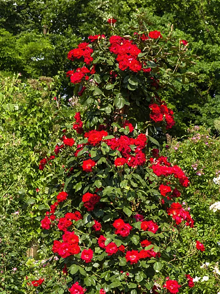 461050 - Climbing rose (Rosa Tenor)