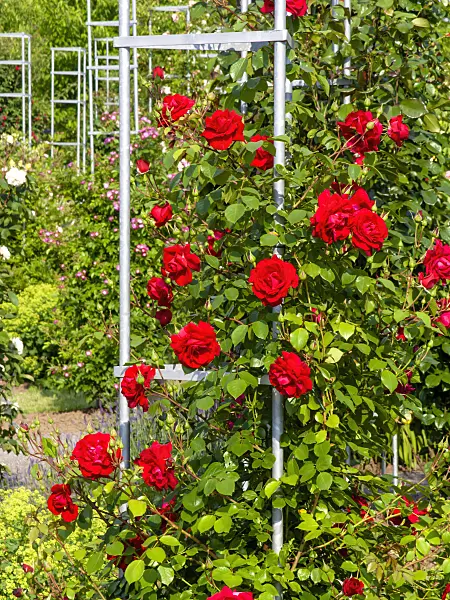 461055 - Climbing rose (Rosa The Prince's Trust)