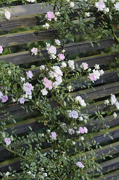 521288 - Climbing rose (Rosa Ube Komachi)