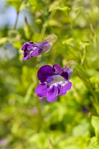 475234 - Climbing snapdragon (Asarina scandens syn. Maurandya scandens)