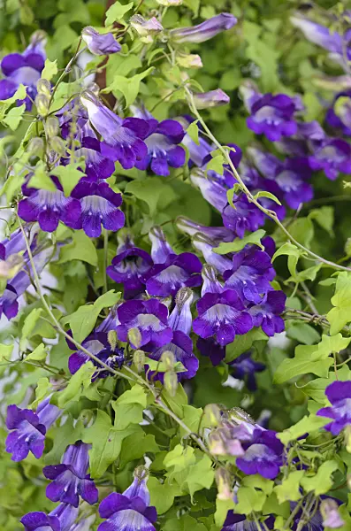 523243 - Climbing snapdragon (Asarina scandens syn. Maurandya scandens)