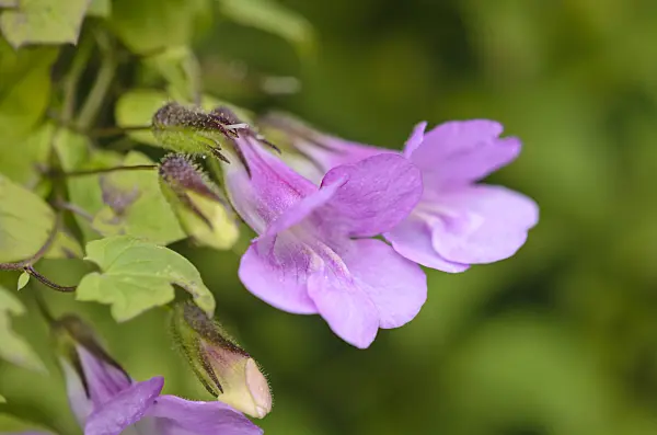549002 - Climbing snapdragon (Asarina scandens syn. Maurandya scandens)