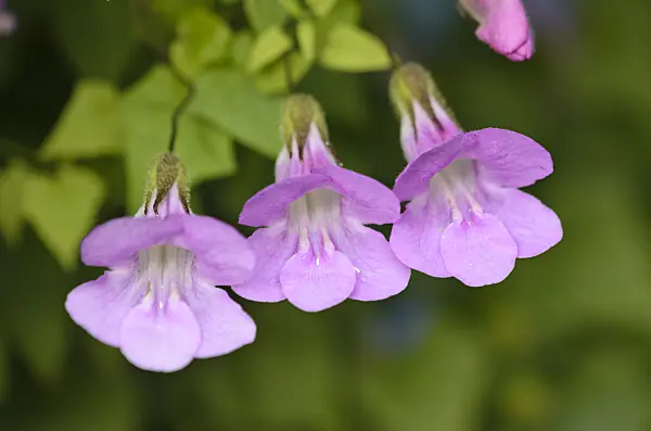 549003 - Climbing snapdragon (Asarina scandens syn. Maurandya scandens)