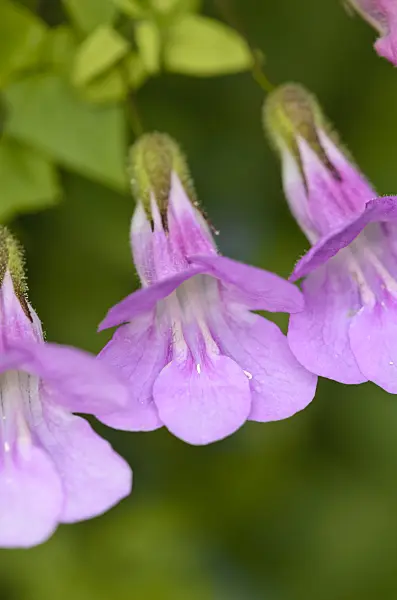 549004 - Climbing snapdragon (Asarina scandens syn. Maurandya scandens)