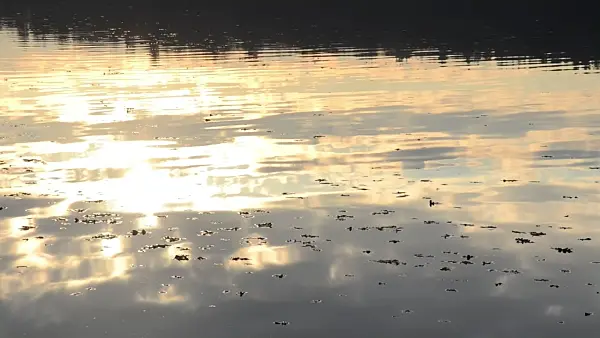 502059 - Cloud reflections on a forest lake at sunset