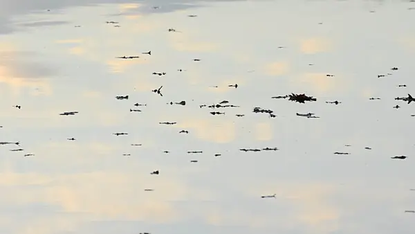 502061 - Cloud reflections on a forest lake at sunset