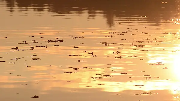 502062 - Cloud reflections on a forest lake at sunset