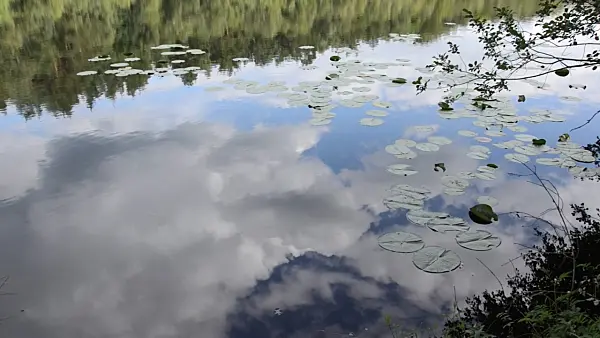 498321 - Cloud reflections on Lake Wienpitschsee, Müritz National Park, Germany